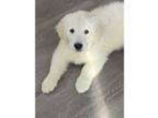 Mutt Puppy for sale in Salem, NH, USA