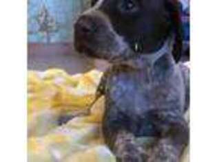 German Shorthaired Pointer Puppy for sale in Belchertown, MA, USA