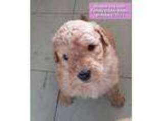 Goldendoodle Puppy for sale in Delton, MI, USA