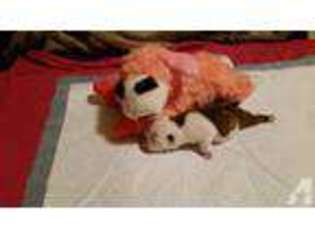 Bulldog Puppy for sale in SHELTON, WA, USA