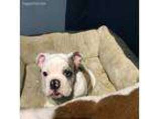 Bulldog Puppy for sale in North Providence, RI, USA