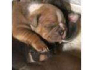 American Bulldog Puppy for sale in Jackson, MI, USA