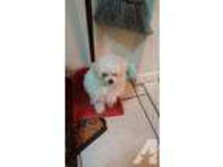 Maltese Puppy for sale in NORTH BERGEN, NJ, USA
