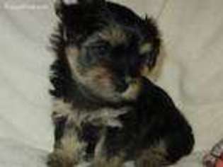 Yorkshire Terrier Puppy for sale in Westmoreland, TN, USA