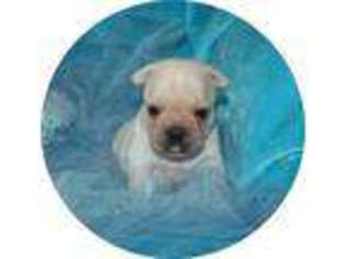 French Bulldog Puppy for sale in THAYER, KS, USA