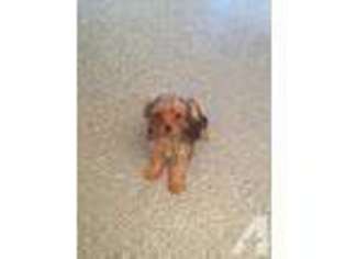 Yorkshire Terrier Puppy for sale in ELK HORN, KY, USA
