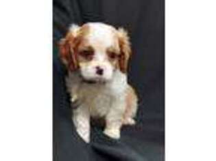 Cavalier King Charles Spaniel Puppy for sale in Hamptonville, NC, USA