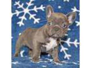 French Bulldog Puppy for sale in Norwich, CT, USA