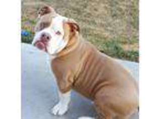 Olde English Bulldogge Puppy for sale in Saint Charles, MO, USA