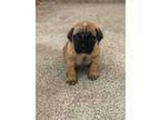 Bullmastiff Puppy for sale in Wolford, ND, USA