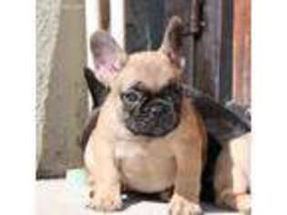 French Bulldog Puppy for sale in Gardena, CA, USA