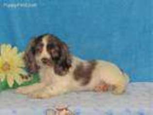 Cocker Spaniel Puppy for sale in Gap, PA, USA