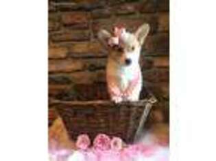 Pembroke Welsh Corgi Puppy for sale in Kissee Mills, MO, USA