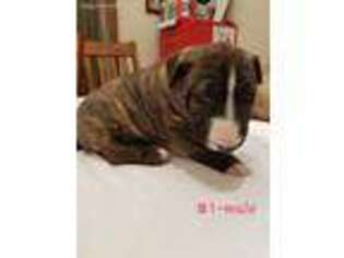 Bull Terrier Puppy for sale in Fort Worth, TX, USA