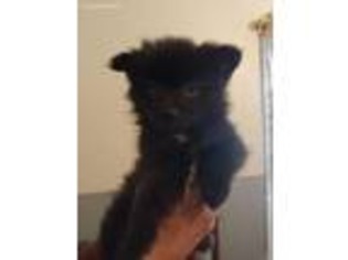 Pomeranian Puppy for sale in Stanhope, IA, USA