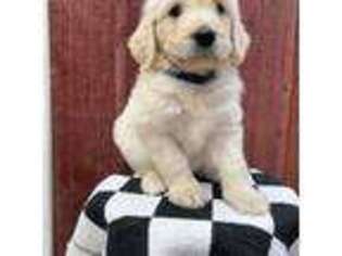 Goldendoodle Puppy for sale in Benson, AZ, USA