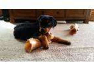 Rottweiler Puppy for sale in WORTHVILLE, KY, USA