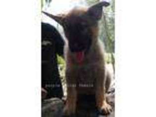 German Shepherd Dog Puppy for sale in Brooksville, FL, USA