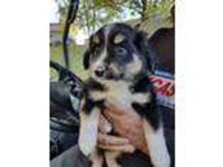 Miniature Australian Shepherd Puppy for sale in Oconto Falls, WI, USA