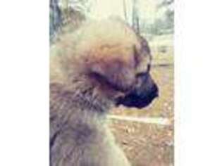 German Shepherd Dog Puppy for sale in Selmer, TN, USA
