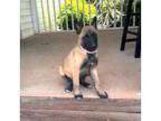 Belgian Malinois Puppy for sale in Rutherfordton, NC, USA