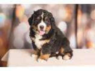 Bernese Mountain Dog Puppy for sale in Pierce, NE, USA