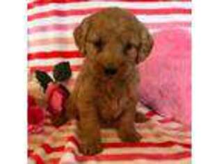 Goldendoodle Puppy for sale in Stevens, PA, USA