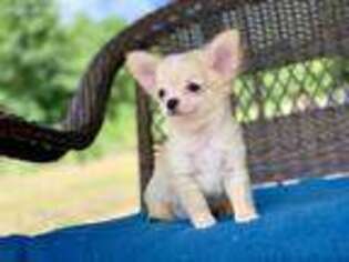 Chihuahua Puppy for sale in Houston, TX, USA
