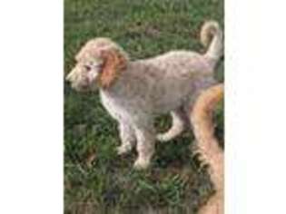 Goldendoodle Puppy for sale in New London, MN, USA