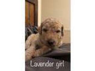 Labradoodle Puppy for sale in Cottonwood, AZ, USA