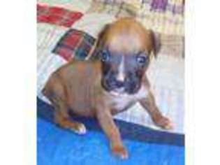 Boxer Puppy for sale in Vilonia, AR, USA