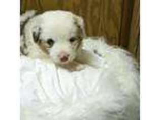 Miniature Australian Shepherd Puppy for sale in Lynchburg, OH, USA