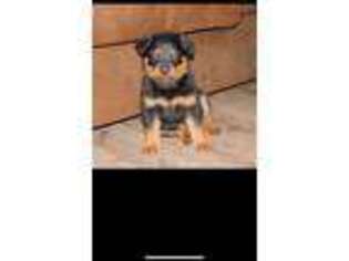 Rottweiler Puppy for sale in Weir, MS, USA