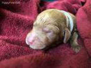 Mutt Puppy for sale in Huntington, WV, USA