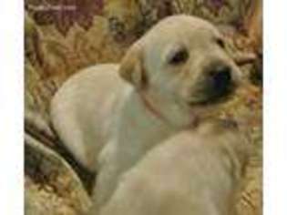 Labrador Retriever Puppy for sale in Paso Robles, CA, USA