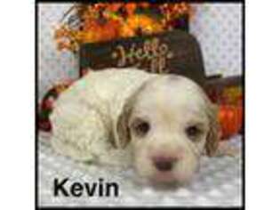 Cavapoo Puppy for sale in Kokomo, MS, USA