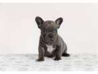 French Bulldog Puppy for sale in Bunnell, FL, USA
