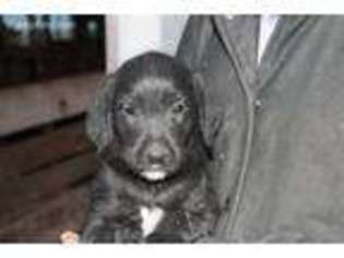Labradoodle Puppy for sale in Champaign, IL, USA
