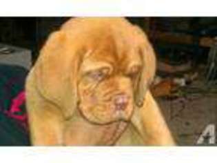 Mastiff Puppy for sale in LOUISVILLE, KY, USA