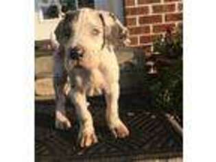 Great Dane Puppy for sale in Lawrenceburg, KY, USA