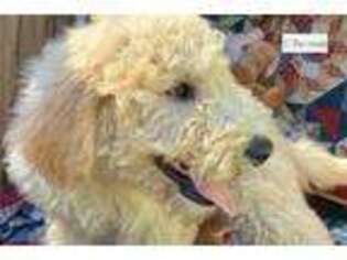 Goldendoodle Puppy for sale in Chattanooga, TN, USA
