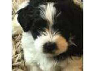 Havanese Puppy for sale in Marysville, OH, USA