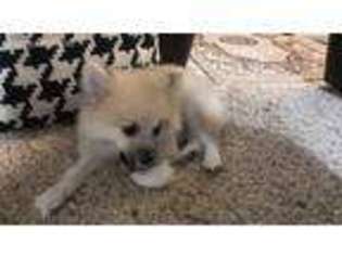 Pomeranian Puppy for sale in San Antonio, TX, USA