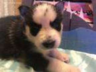 Siberian Husky Puppy for sale in Cedar Park, TX, USA