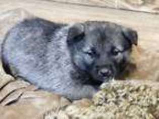 Norwegian Elkhound Puppy for sale in Stevensville, MT, USA