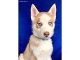 Siberian Husky Puppy for sale in Raymond, NE, USA