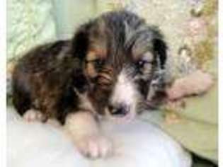 Shetland Sheepdog Puppy for sale in Statham, GA, USA