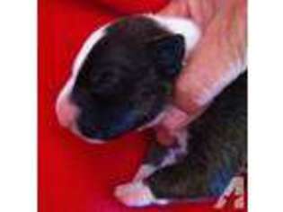 Bull Terrier Puppy for sale in WESTVILLE, OK, USA