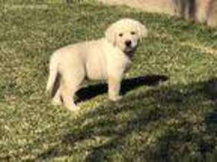 Labrador Retriever Puppy for sale in Norco, CA, USA