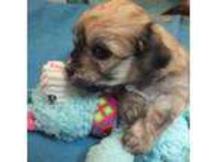 Havanese Puppy for sale in Holton, MI, USA